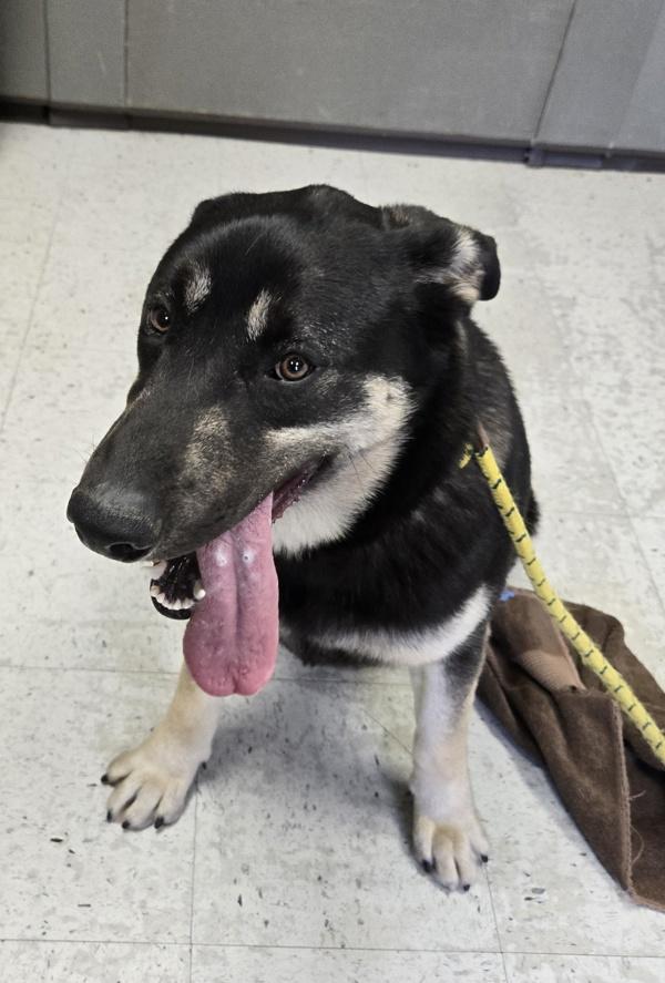 *Phoenix*, a Adoptable mixed breed in Salt Lake City, UT image 4/5