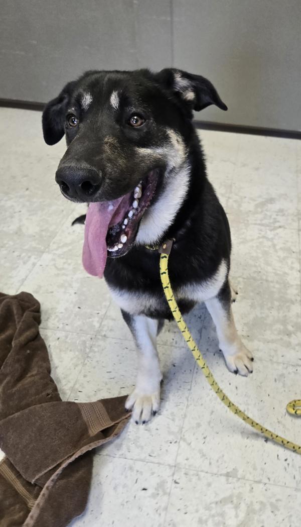 *Phoenix*, a Adoptable mixed breed in Salt Lake City, UT image 5/5