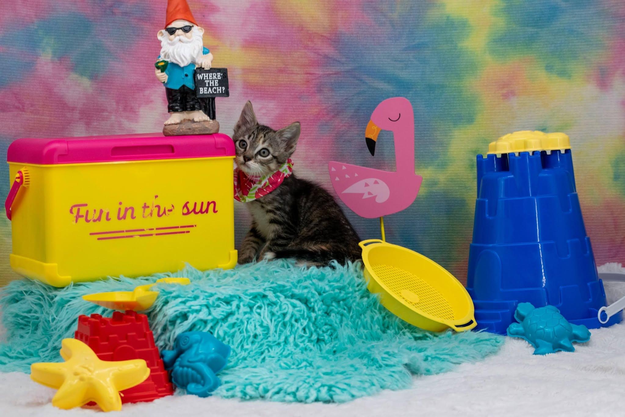 Waikiki, an adopted Domestic Short Hair in Sevierville, TN image 3/3