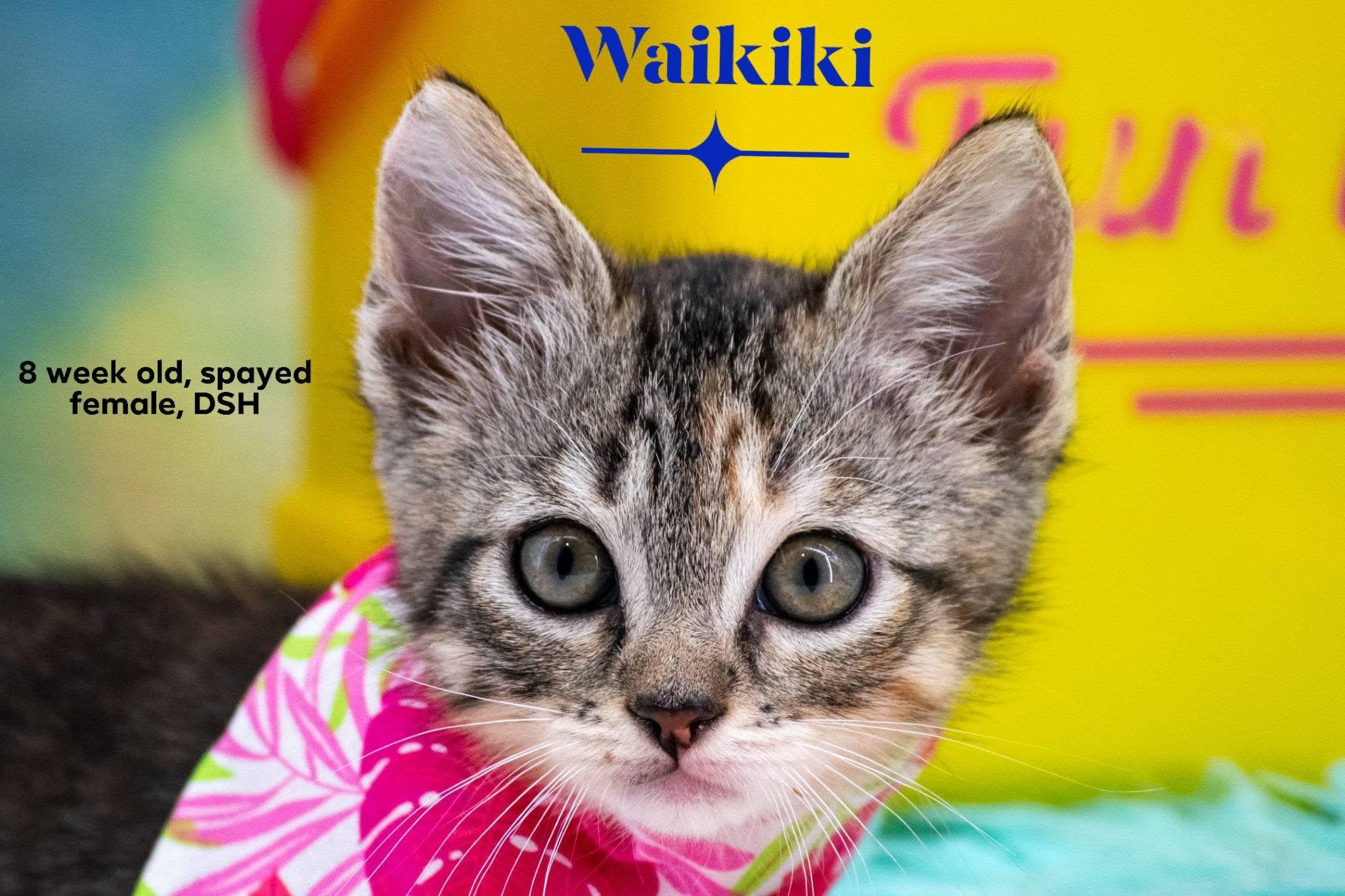Waikiki, adopted, Kitten Female Domestic Short Hair.