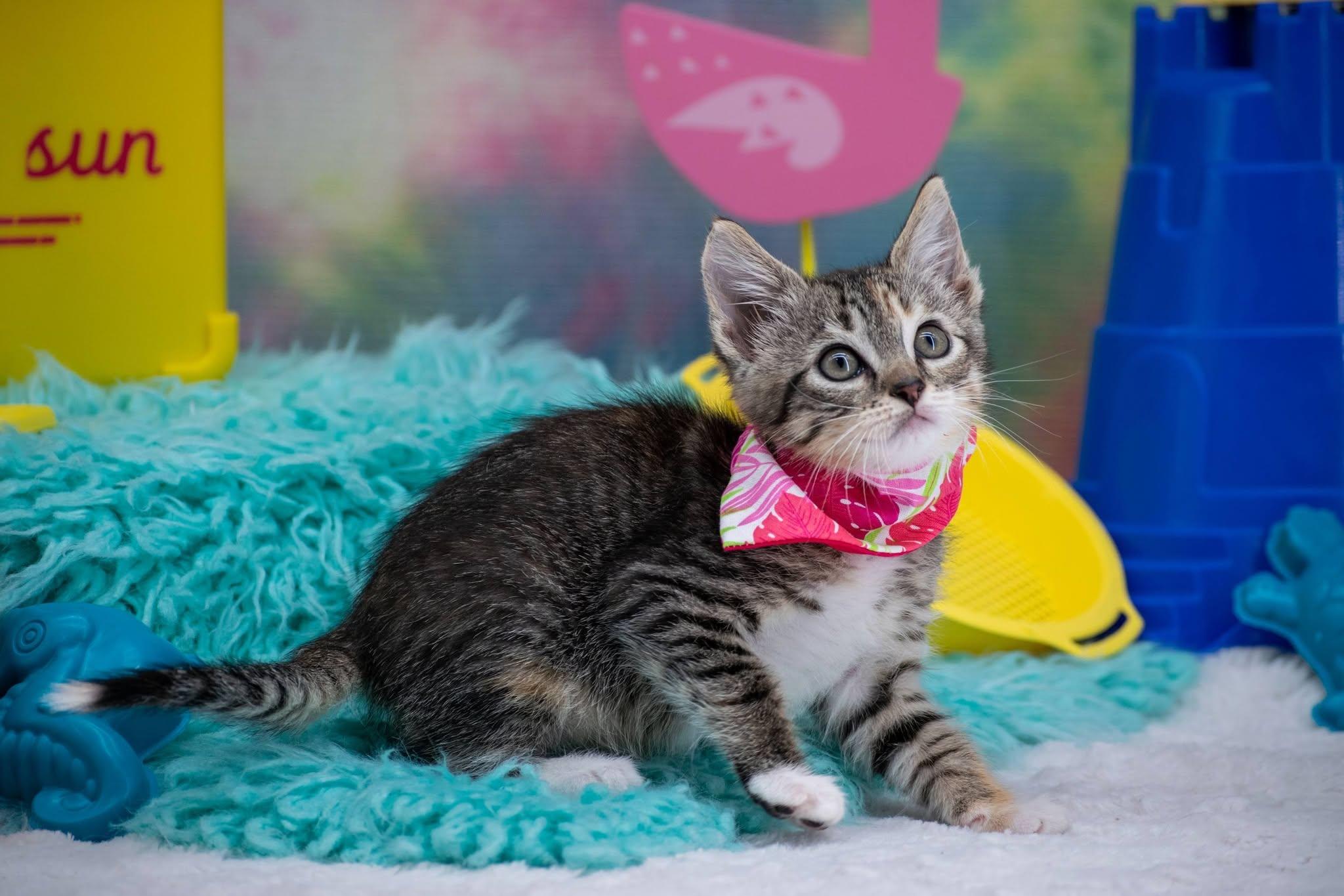 Waikiki, an adopted Domestic Short Hair in Sevierville, TN image 2/3