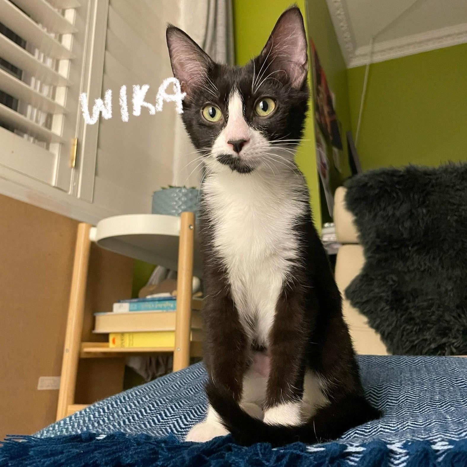 Enlarge Wika (**Bonded with Hermes**), an adopted Domestic Short Hair in Pickering, ON image 1/6
