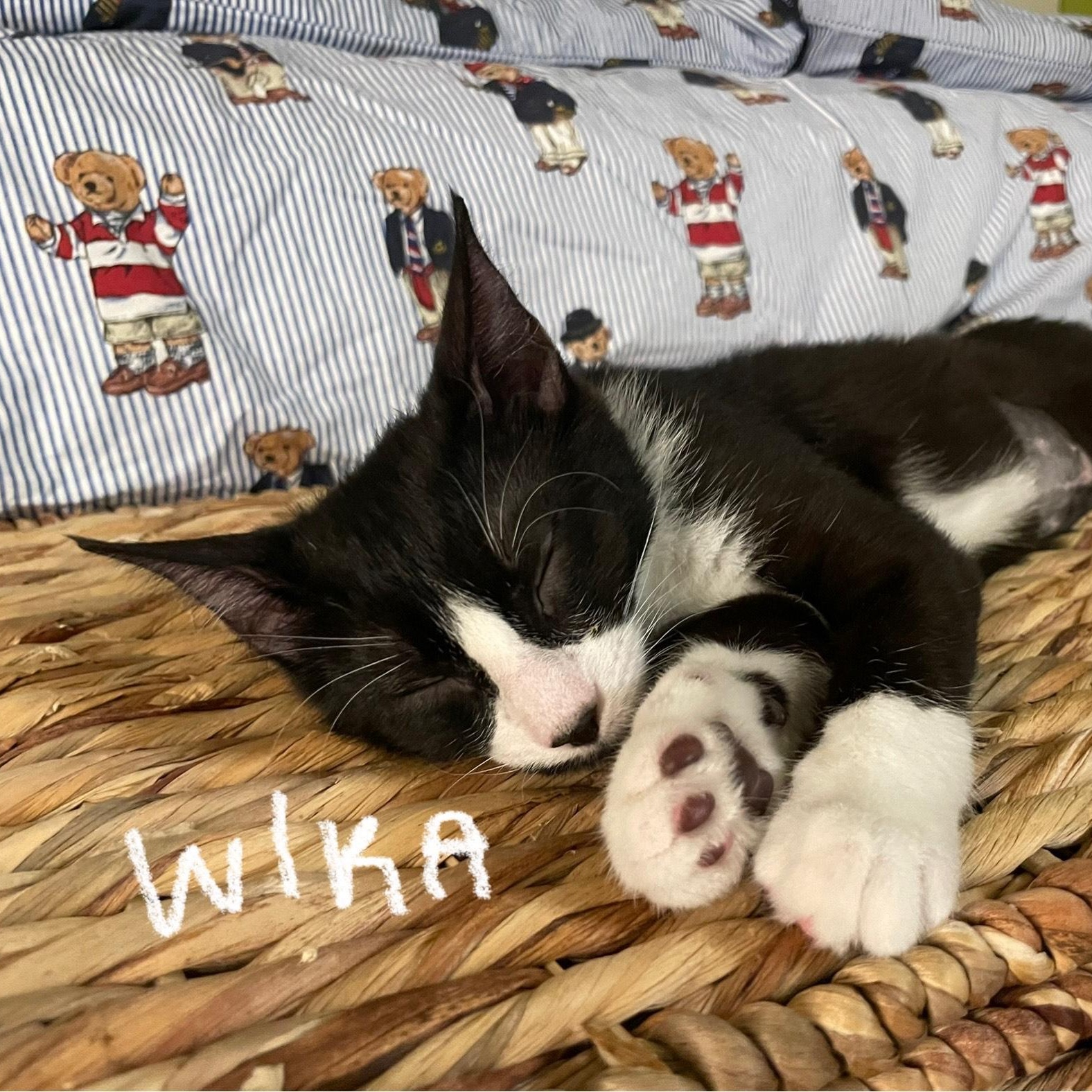 Enlarge Wika (**Bonded with Hermes**), an adopted Domestic Short Hair in Pickering, ON image 4/6