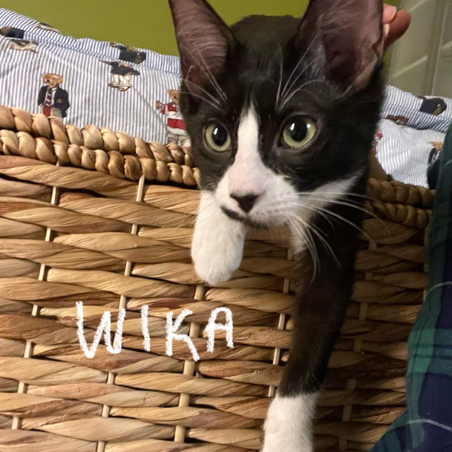 Enlarge Wika (**Bonded with Hermes**), an adopted Domestic Short Hair in Pickering, ON image 2/6