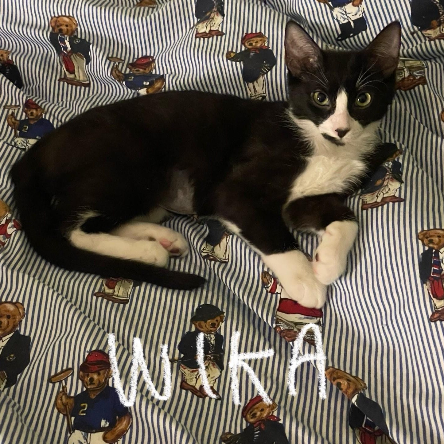 Enlarge Wika (**Bonded with Hermes**), an adopted Domestic Short Hair in Pickering, ON image 5/6