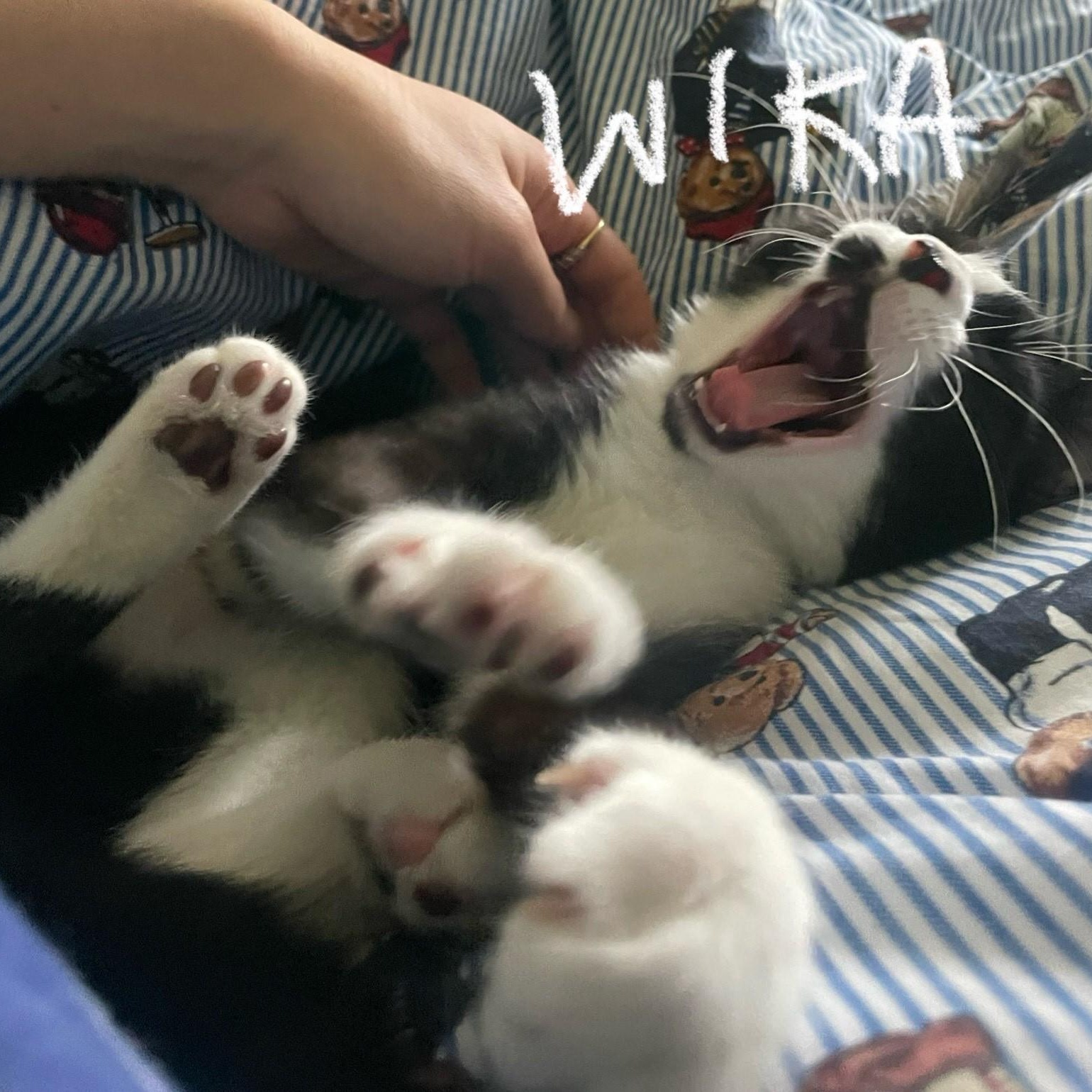 Enlarge Wika (**Bonded with Hermes**), an adopted Domestic Short Hair in Pickering, ON image 3/6