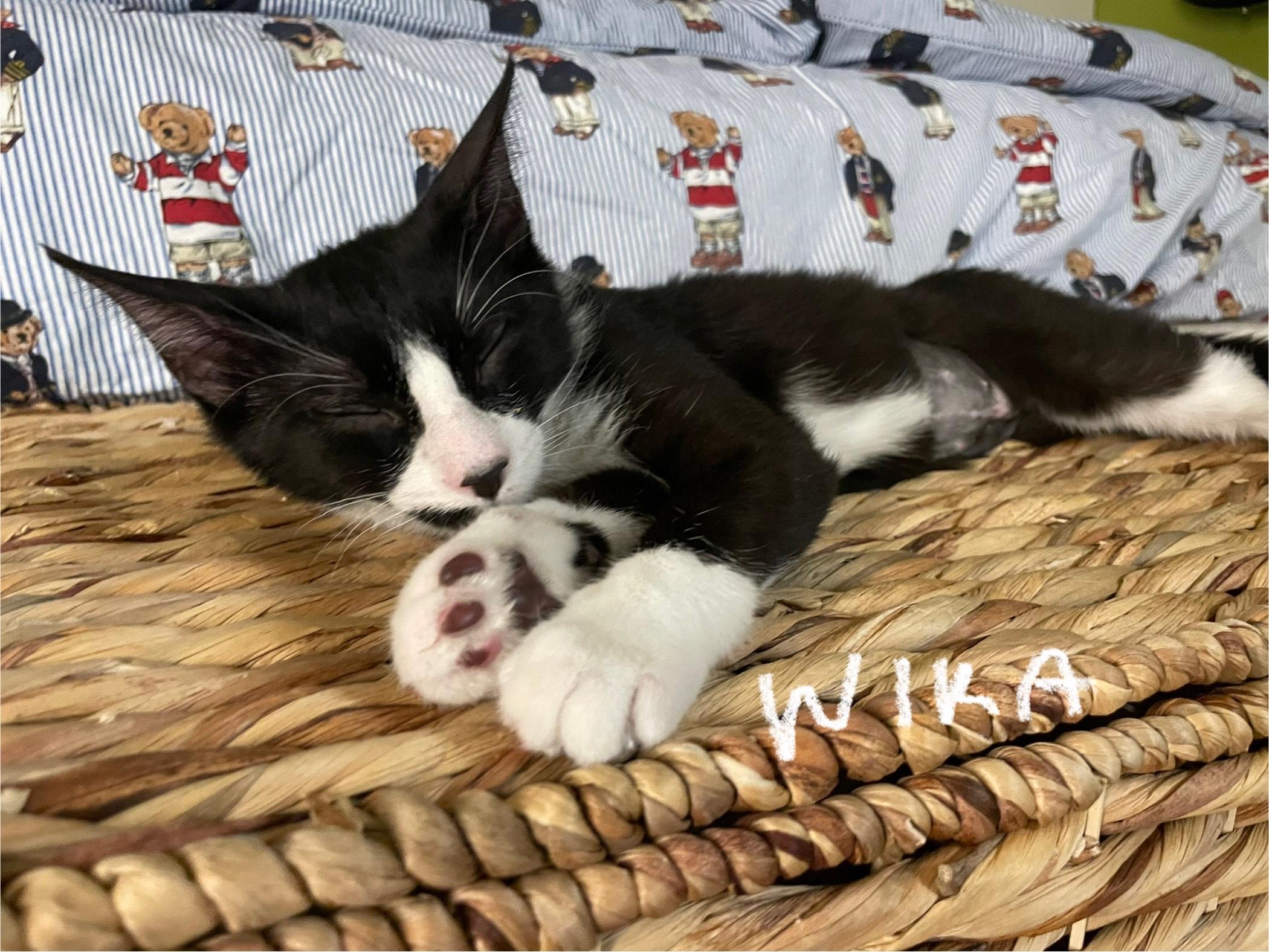 Enlarge Wika (**Bonded with Hermes**), an adopted Domestic Short Hair in Pickering, ON image 6/6