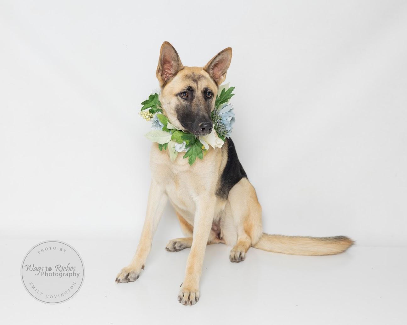 Maggie, a Adoptable German Shepherd Dog in Knoxville, TN image 1/6