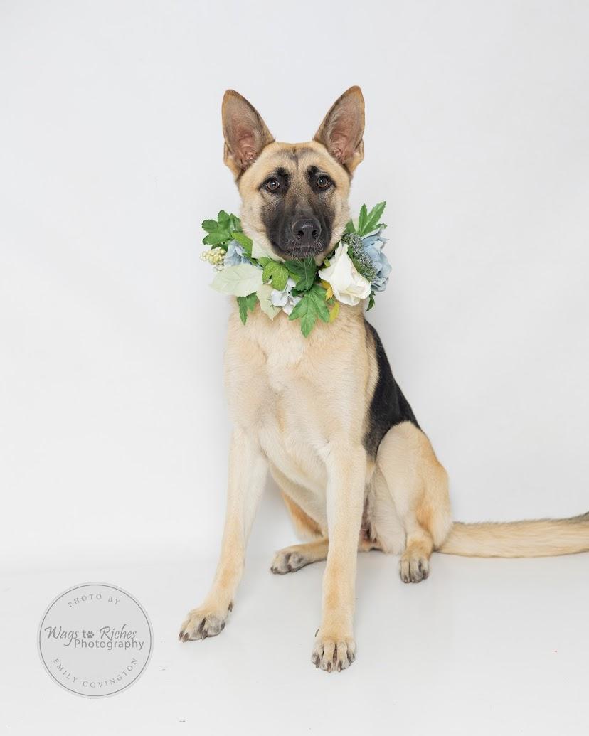 Maggie, a Adoptable German Shepherd Dog in Knoxville, TN image 6/6