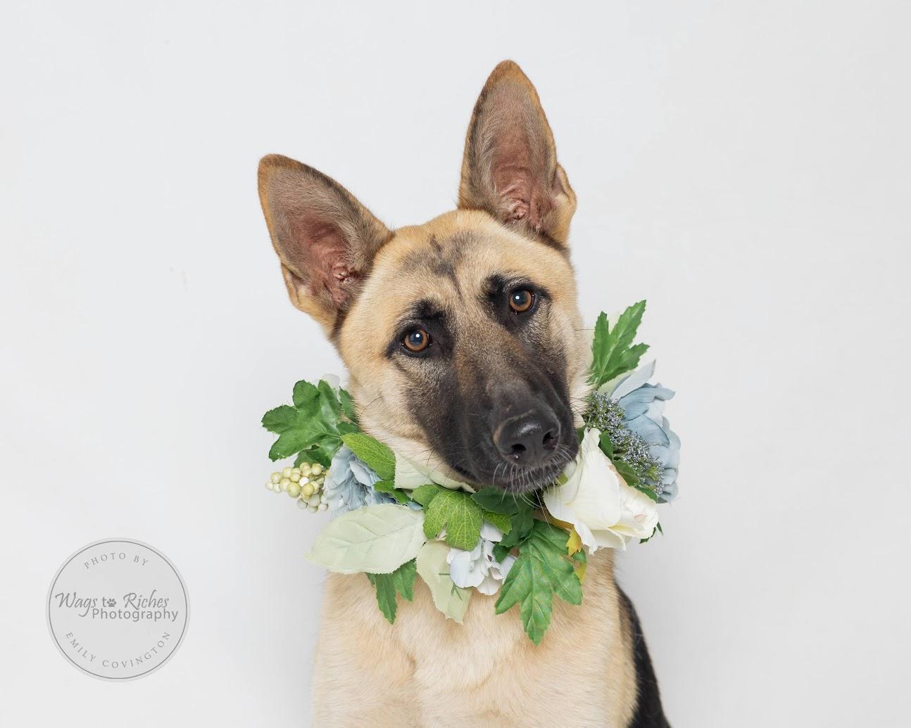 Maggie, a Adoptable German Shepherd Dog in Knoxville, TN image 5/6
