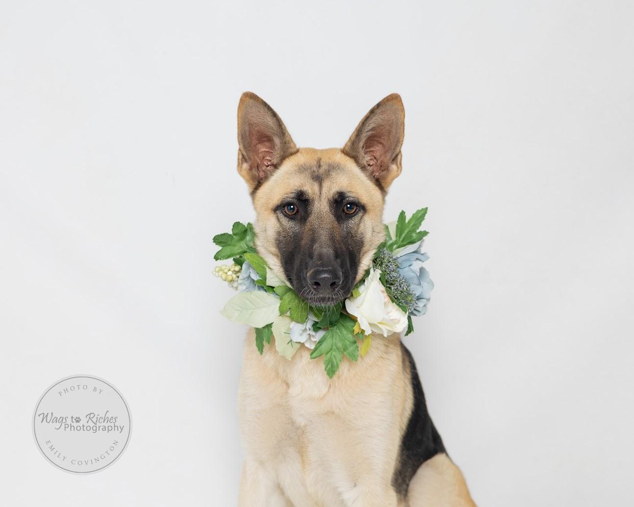 Maggie, a Adoptable German Shepherd Dog in Knoxville, TN image 2/6