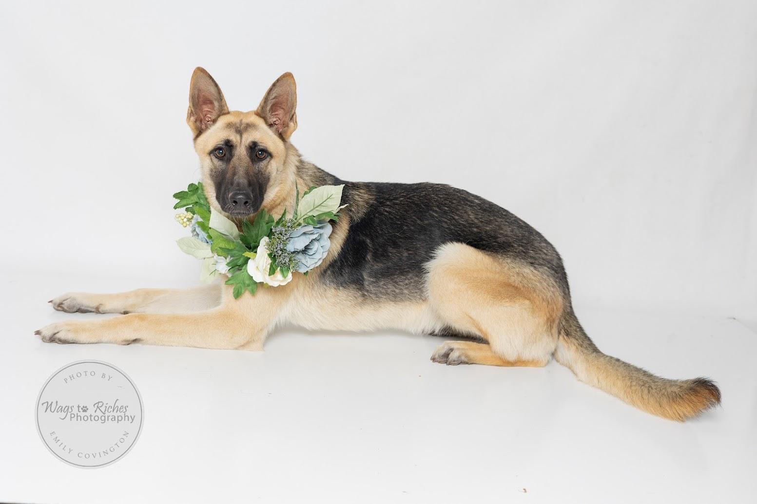 Maggie, a Adoptable German Shepherd Dog in Knoxville, TN image 4/6