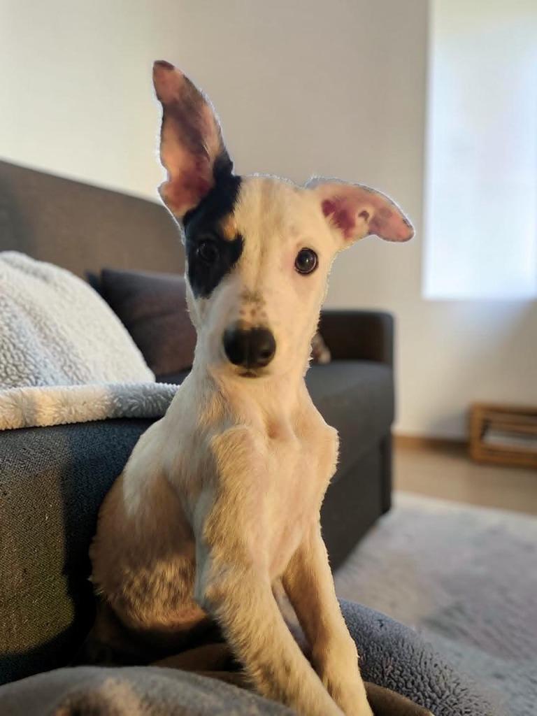 Kaimana, Adoptable, Puppy Female Mixed Breed.