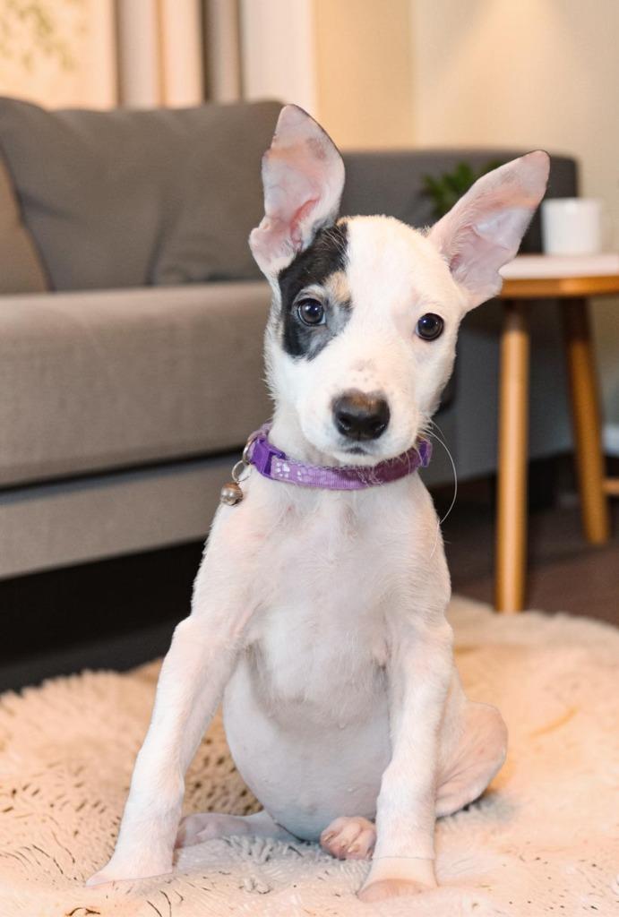 Kaimana, a Adoptable Mixed Breed in Mesa, AZ image 2/6