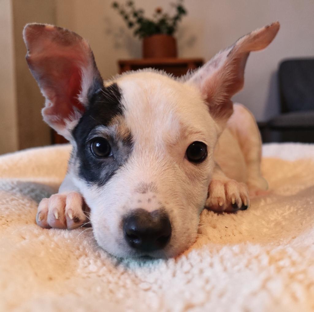 Kaimana, a Adoptable Mixed Breed in Mesa, AZ image 3/6