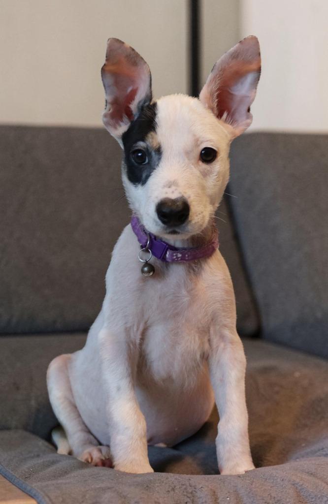 Kaimana, a Adoptable Mixed Breed in Mesa, AZ image 4/6