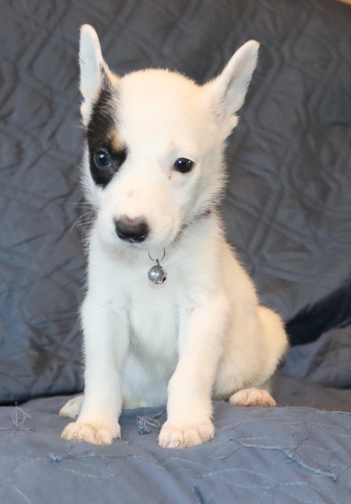 Kaimana, a Adoptable Mixed Breed in Mesa, AZ image 5/6