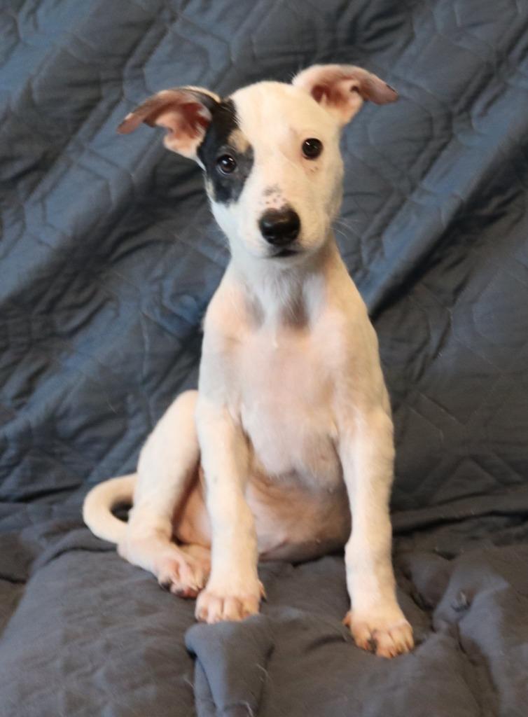 Kaimana, a Adoptable Mixed Breed in Mesa, AZ image 6/6