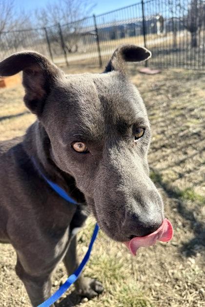 Bass — thumbnail 2