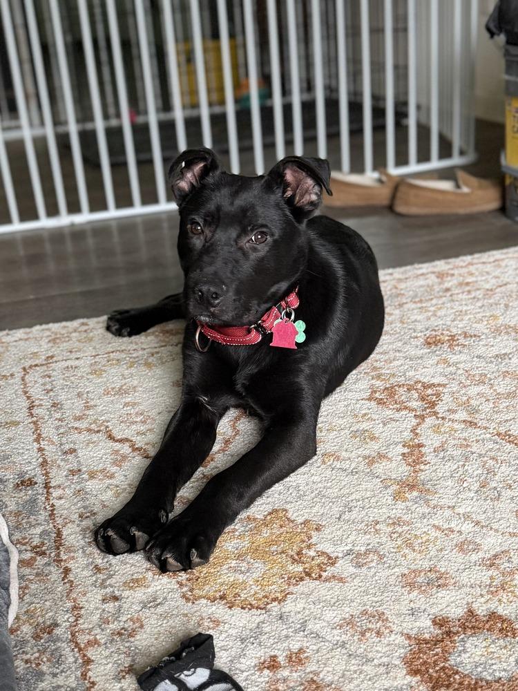 Russell, Adoptable, Puppy Male Pit Bull Terrier & German Shepherd Dog.