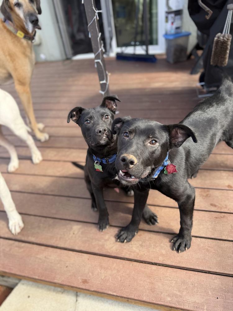 Enlarge Russell, a Adoptable mixed breed in Gig Harbor, WA image 2/5