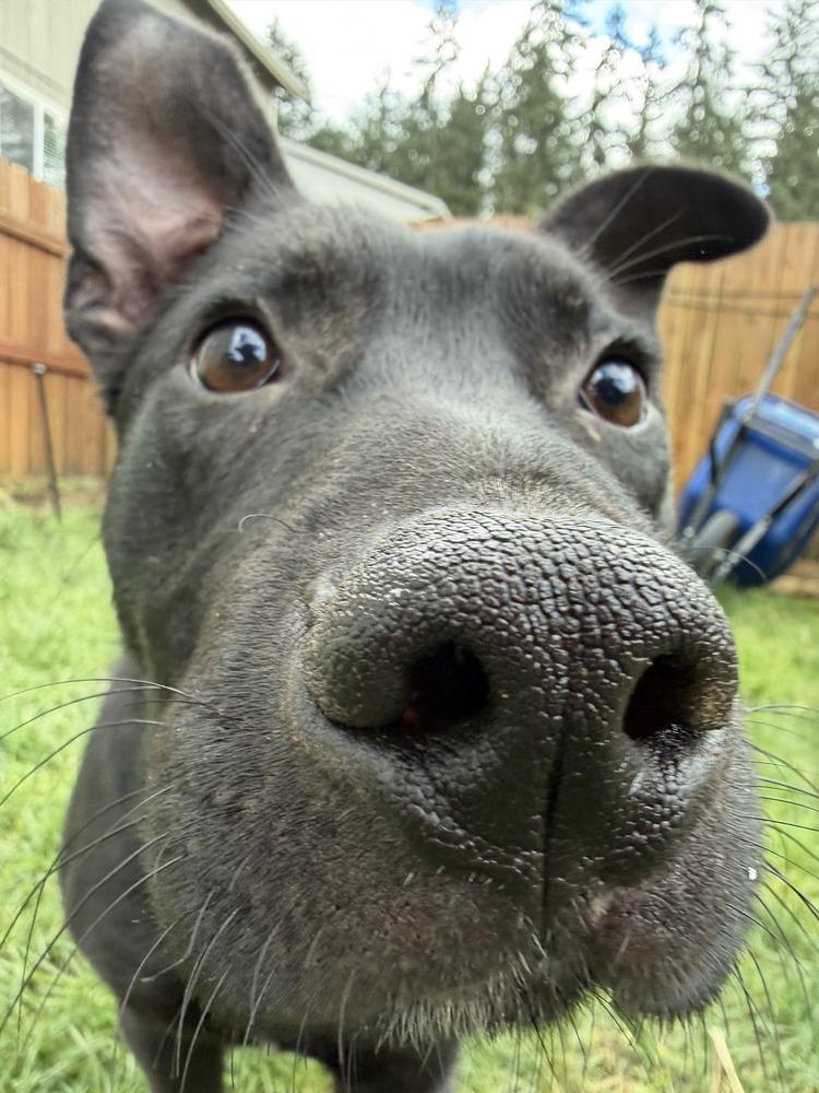 Enlarge Russell, a Adoptable mixed breed in Gig Harbor, WA image 3/5