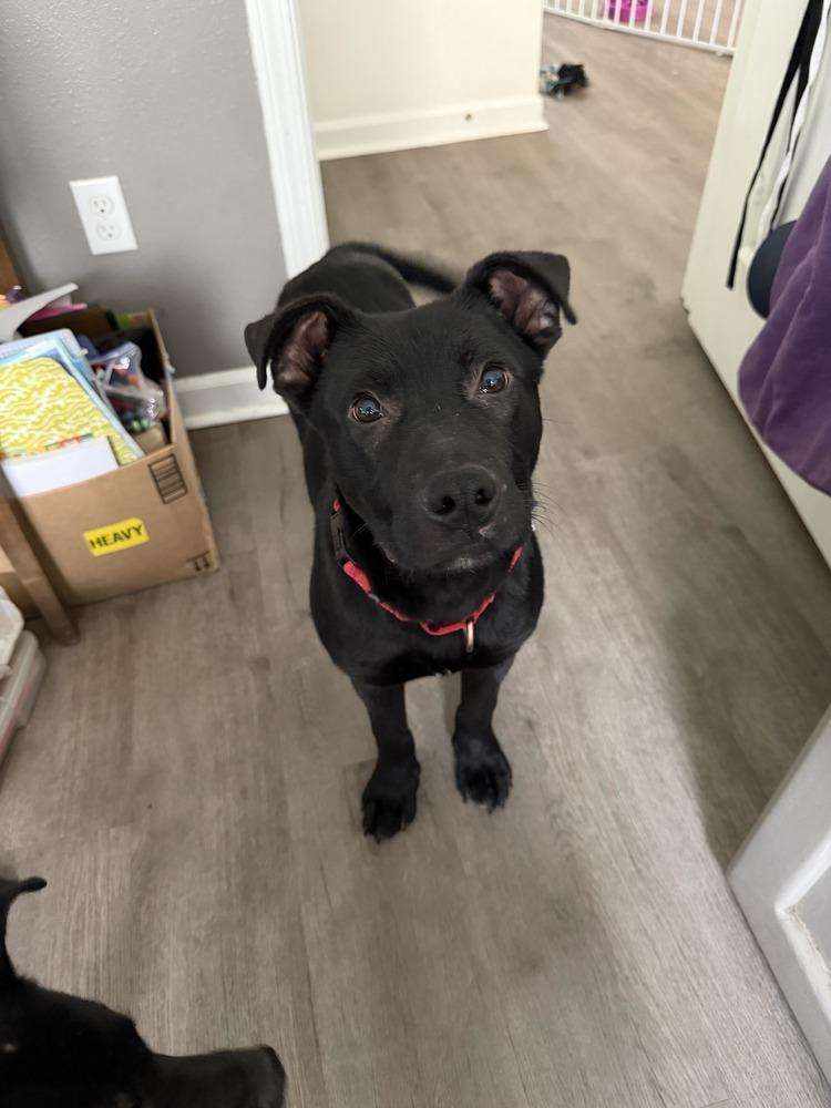 Enlarge Russell, a Adoptable mixed breed in Gig Harbor, WA image 4/5