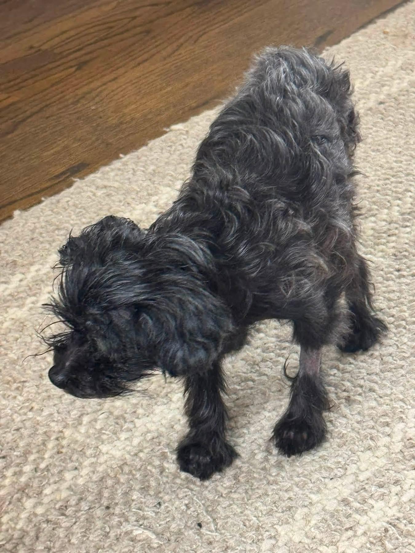 Black Beauty, ADOPTABLE, Adult Female Poodle.
