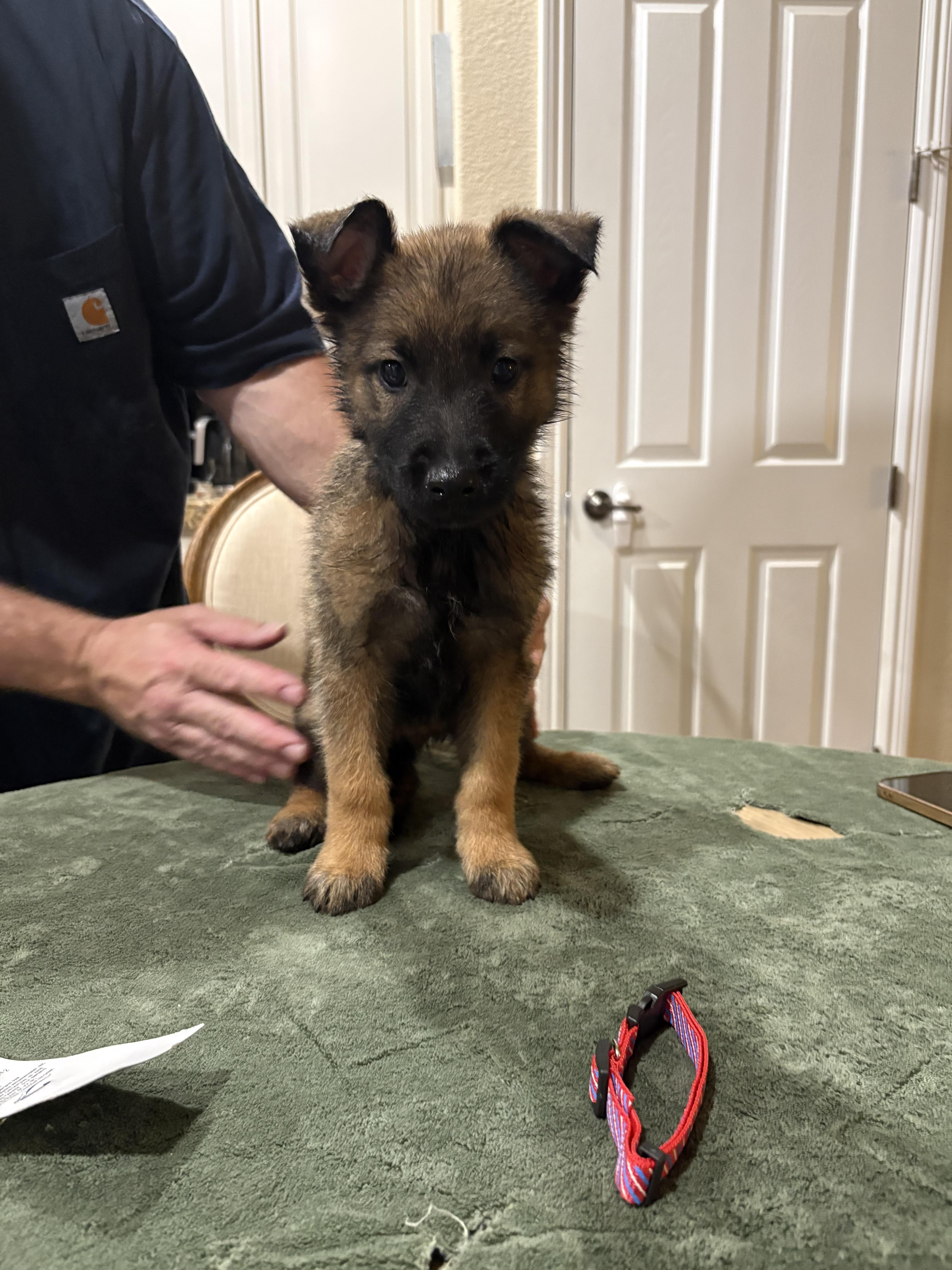 Enlarge Cyclone, a Adoptable mixed breed in Discovery Bay, CA image 1/2