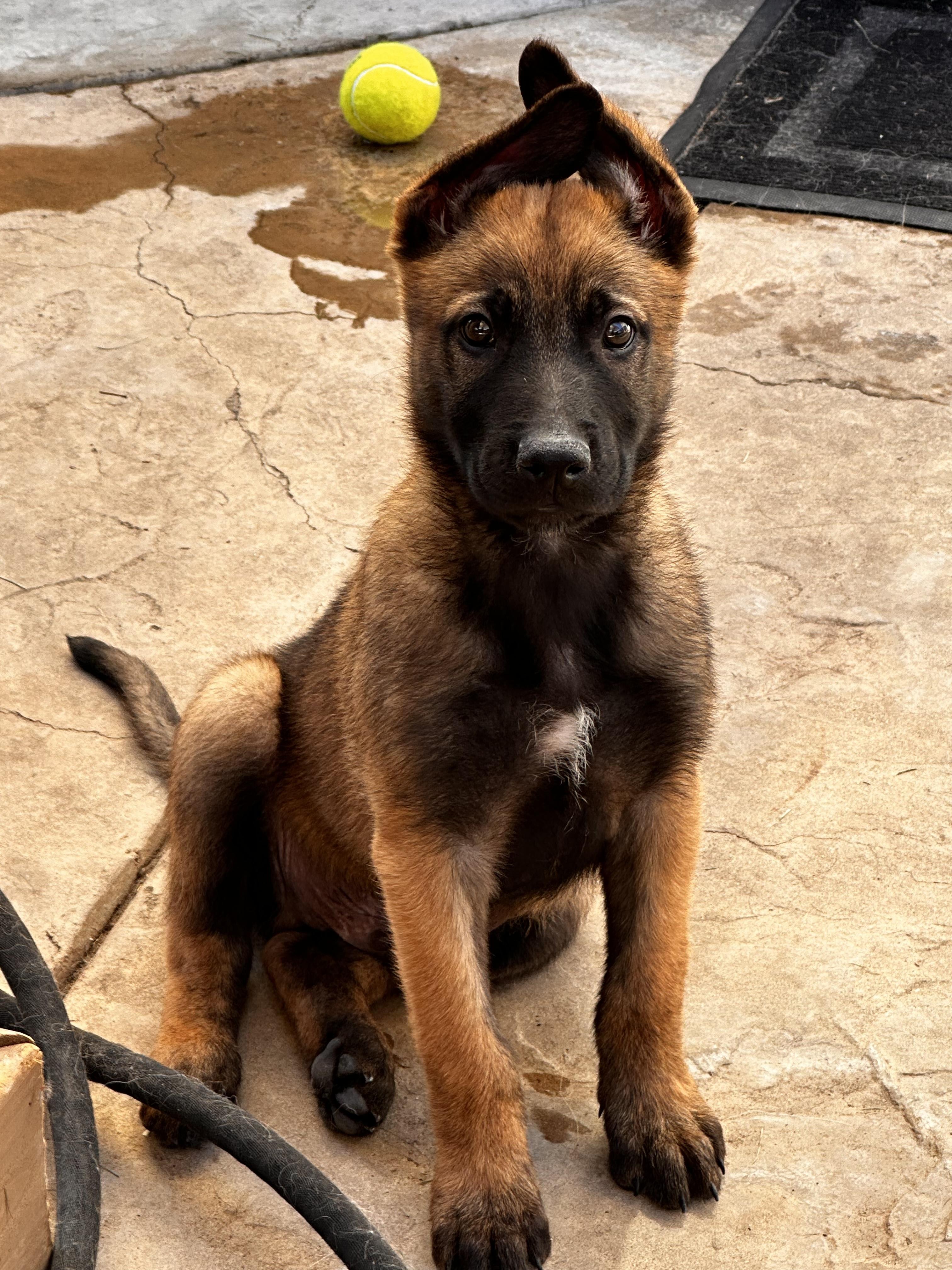 Enlarge Cyclone, a Adoptable mixed breed in Discovery Bay, CA image 2/3