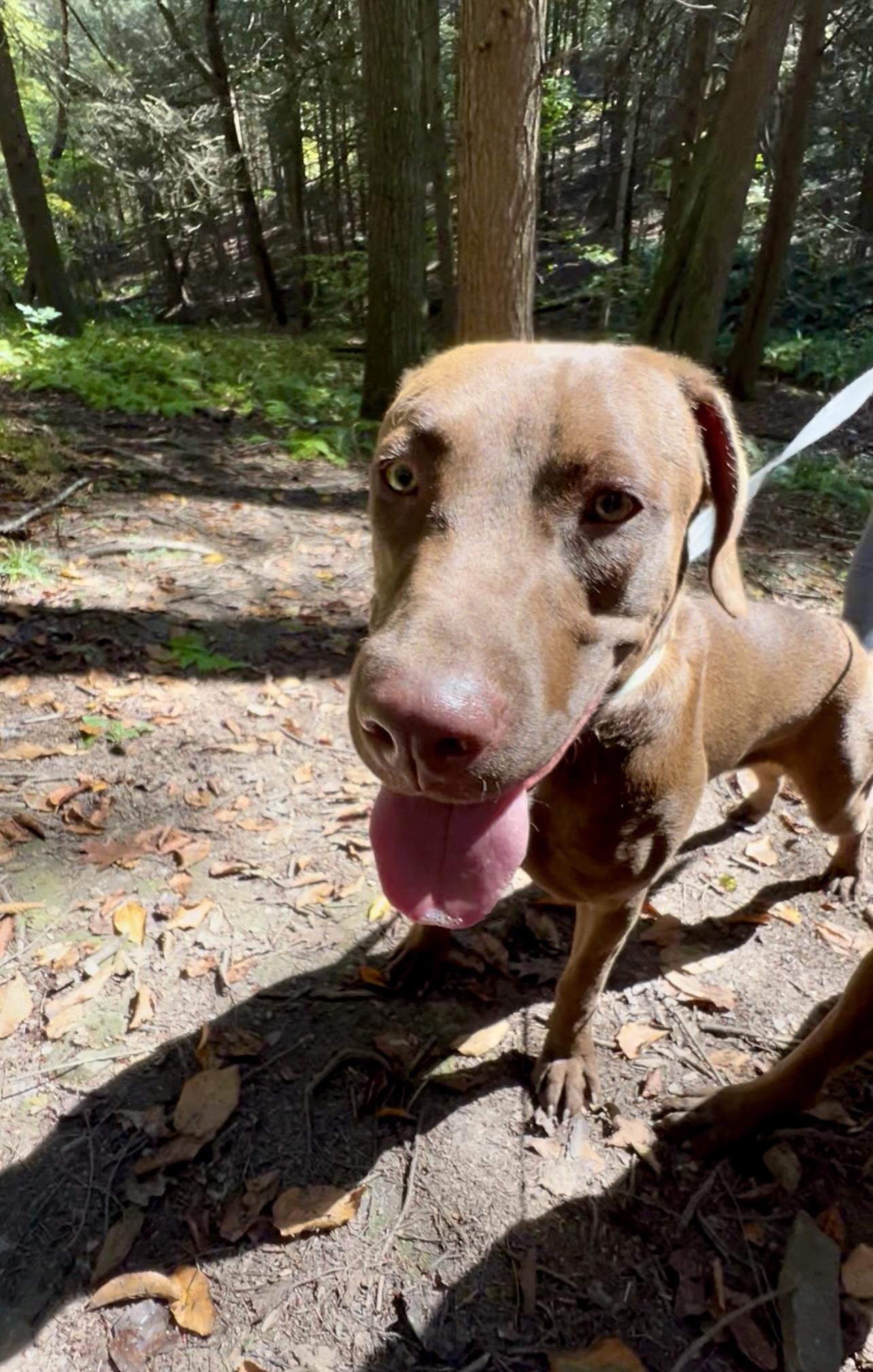 Clarabelle thumbnail 4