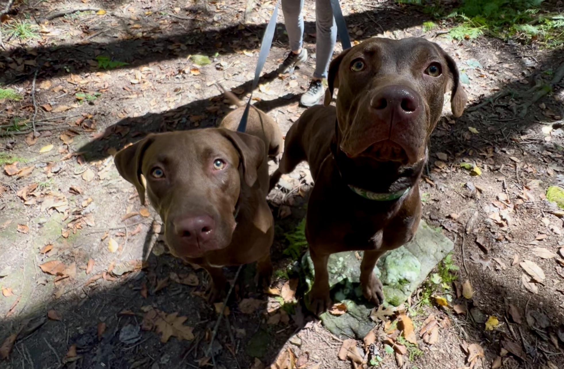 Clarabelle thumbnail 2