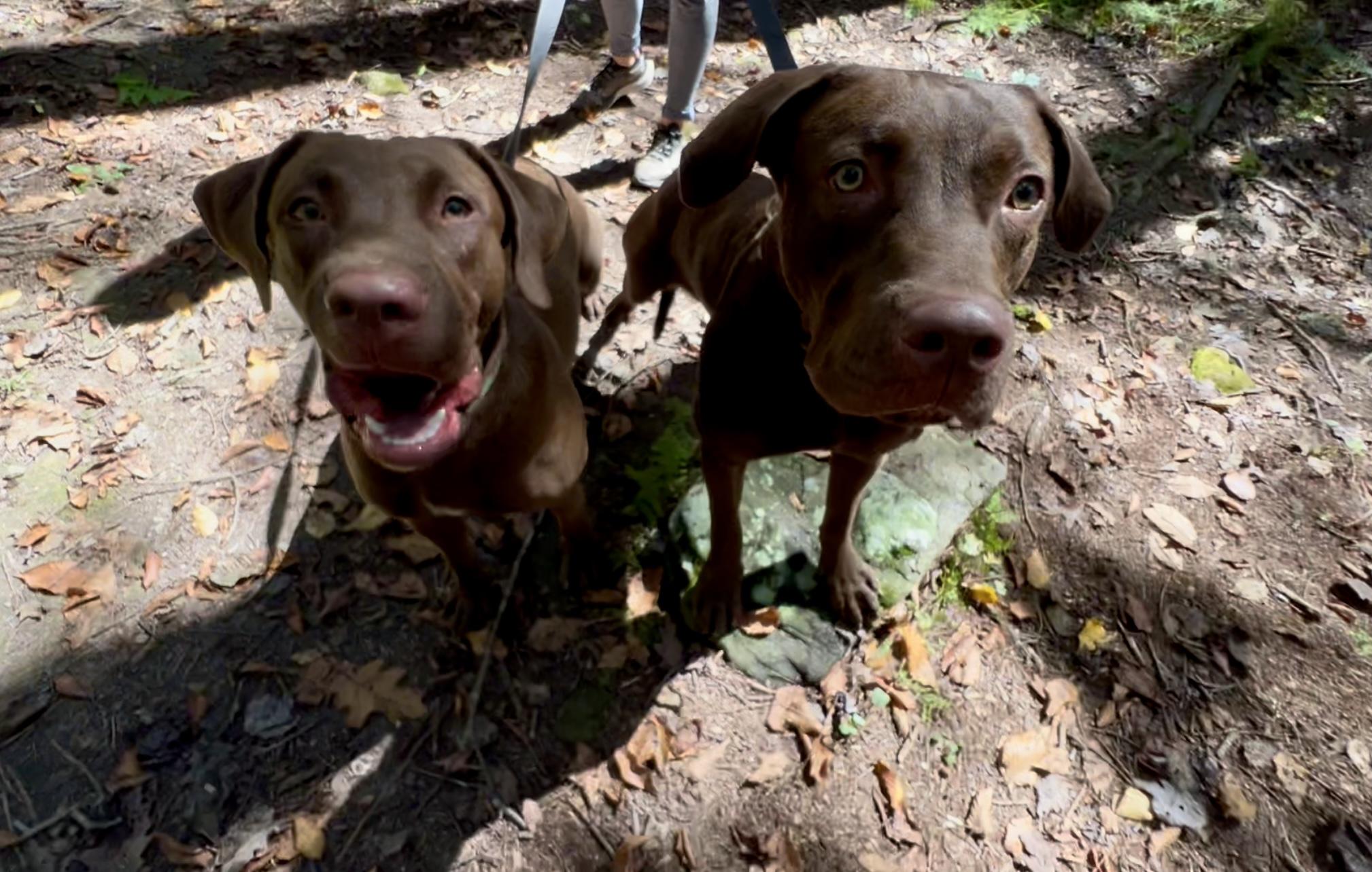 Clarabelle thumbnail 5