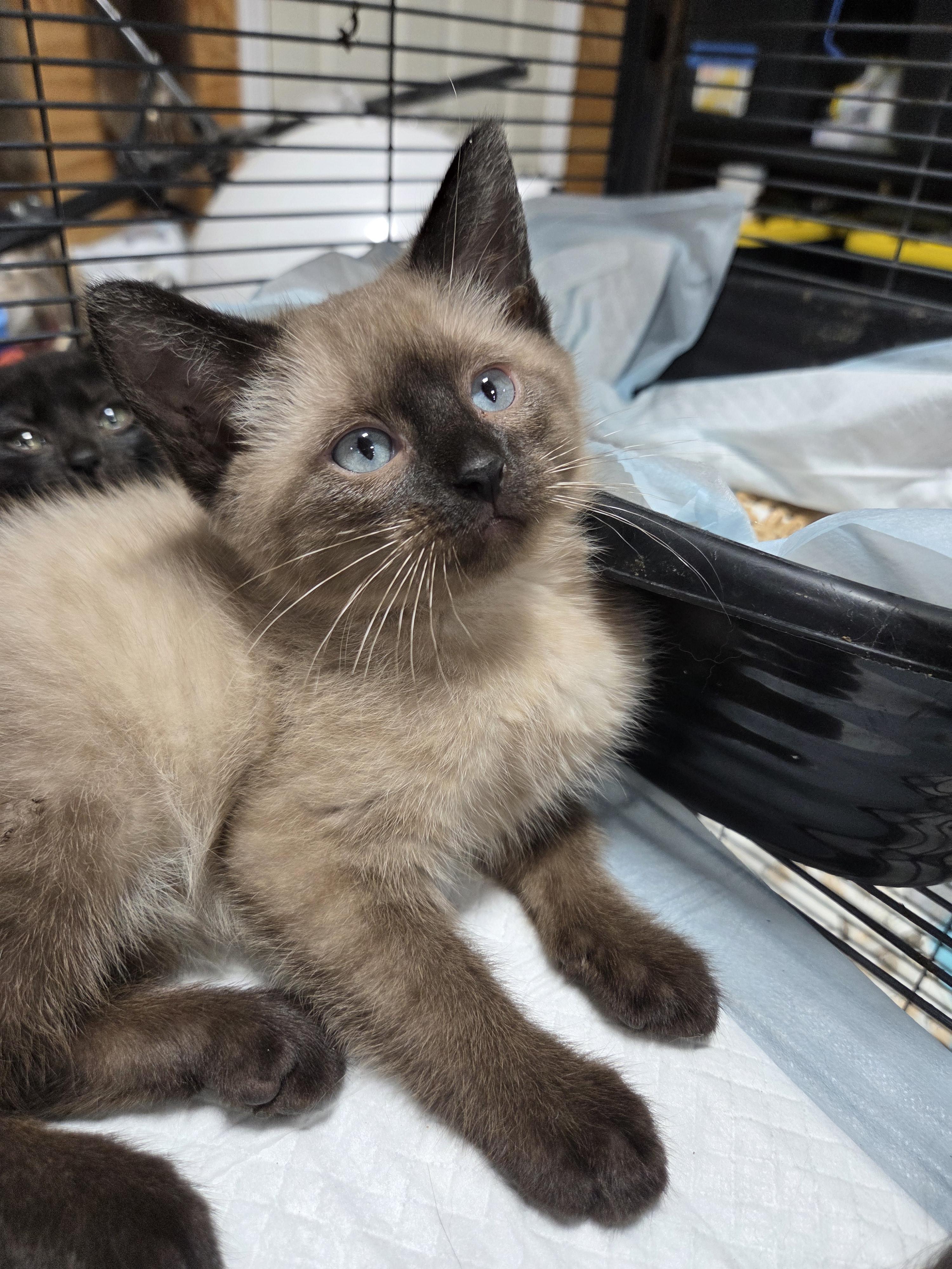 Teddy Bear, an adopted Siamese in Columbia, MO image 5/6