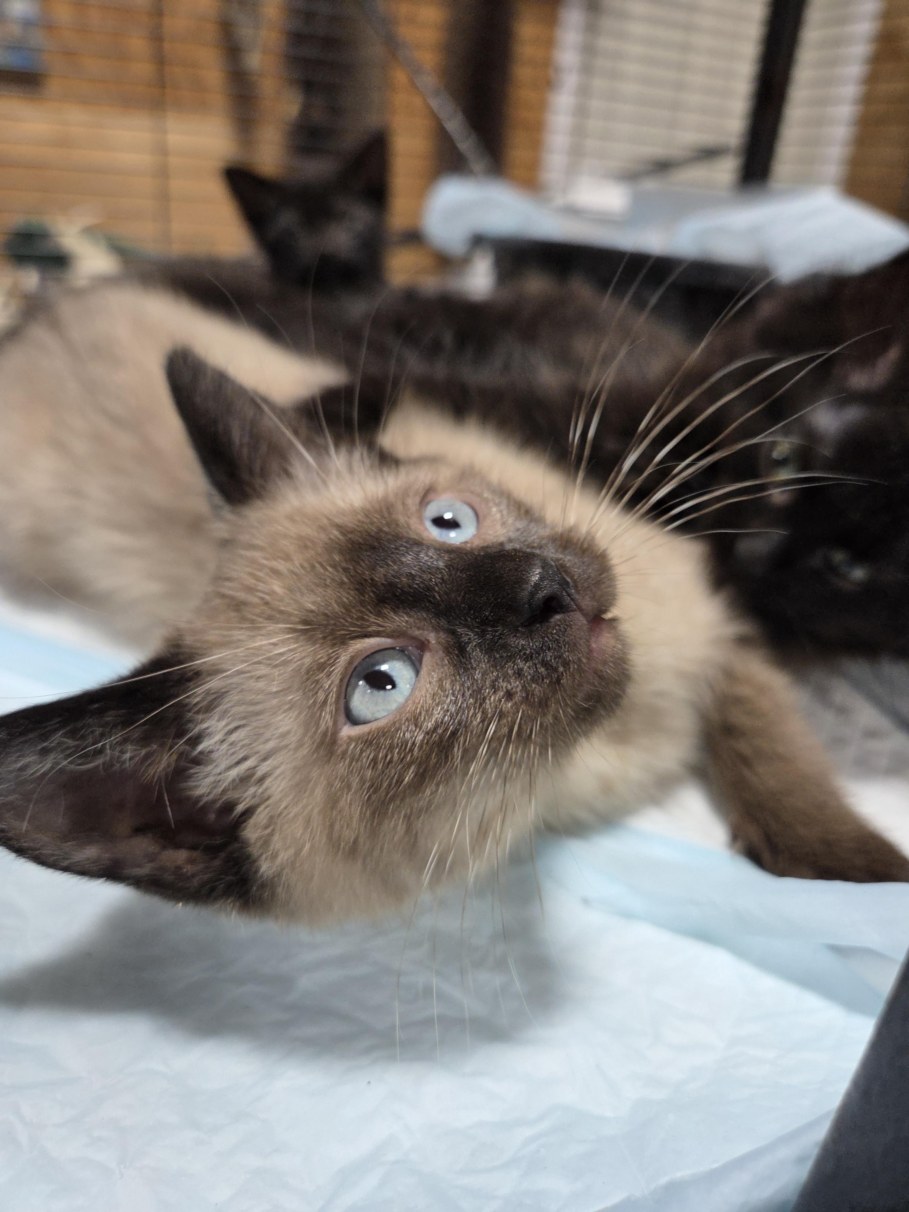 Teddy Bear, an adopted Siamese in Columbia, MO image 3/6