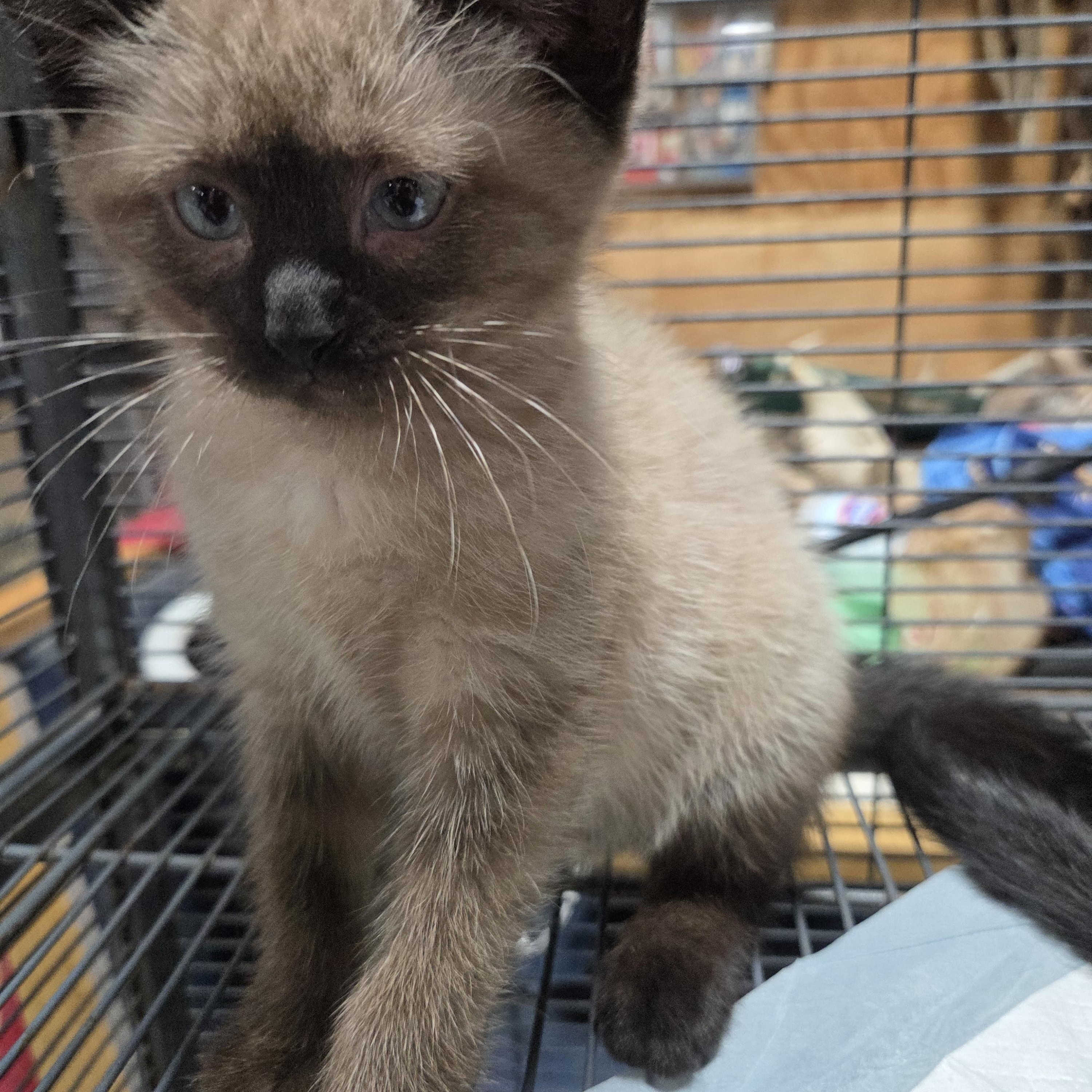 Teddy Bear, an adopted Siamese in Columbia, MO image 4/6