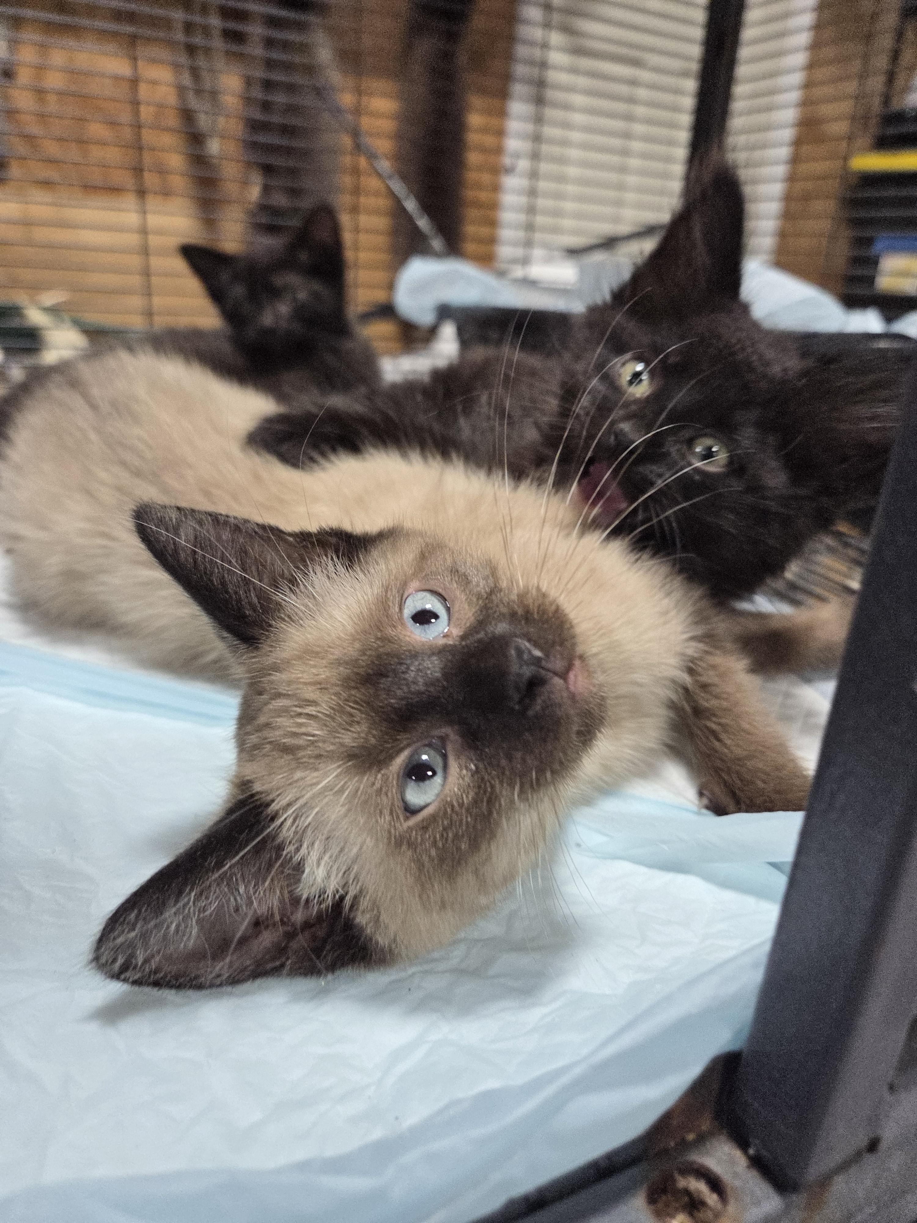 Teddy Bear, an adopted Siamese in Columbia, MO image 2/6