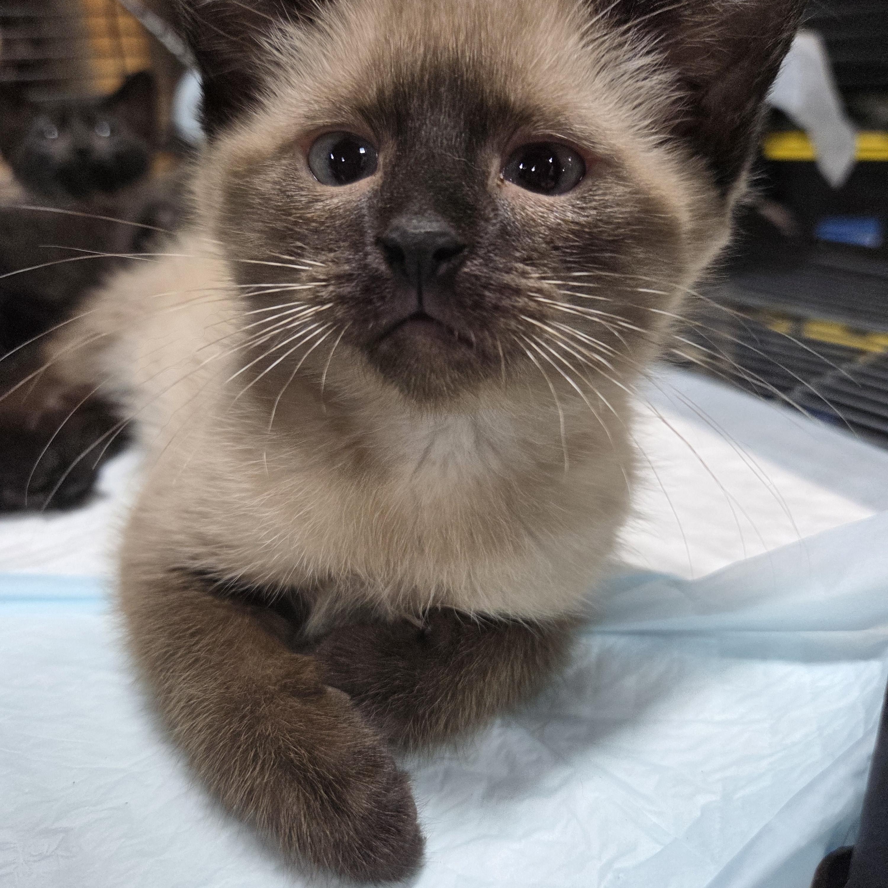 Teddy Bear, an adopted Siamese in Columbia, MO image 6/6