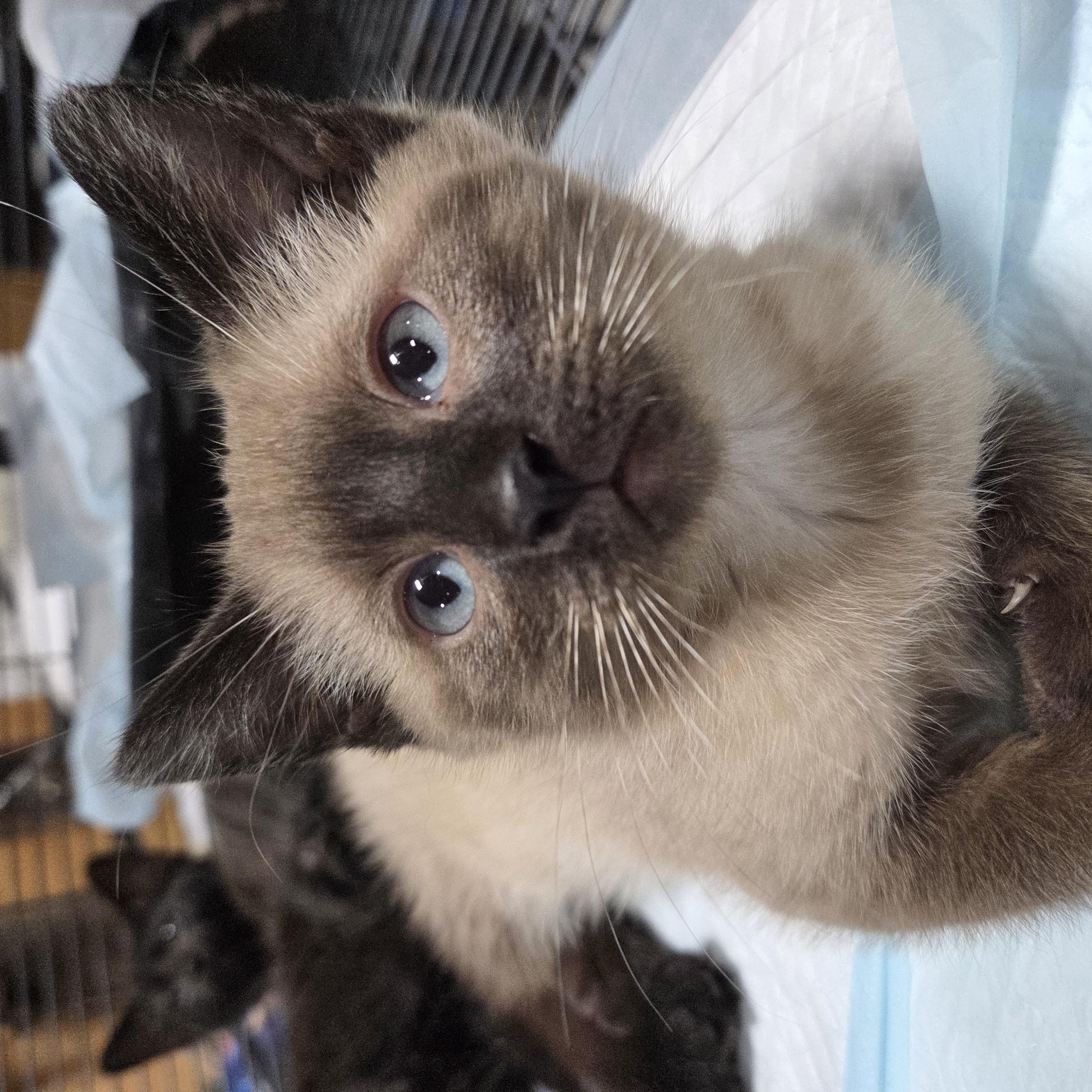 Teddy Bear, an adopted Siamese in Columbia, MO image 1/6