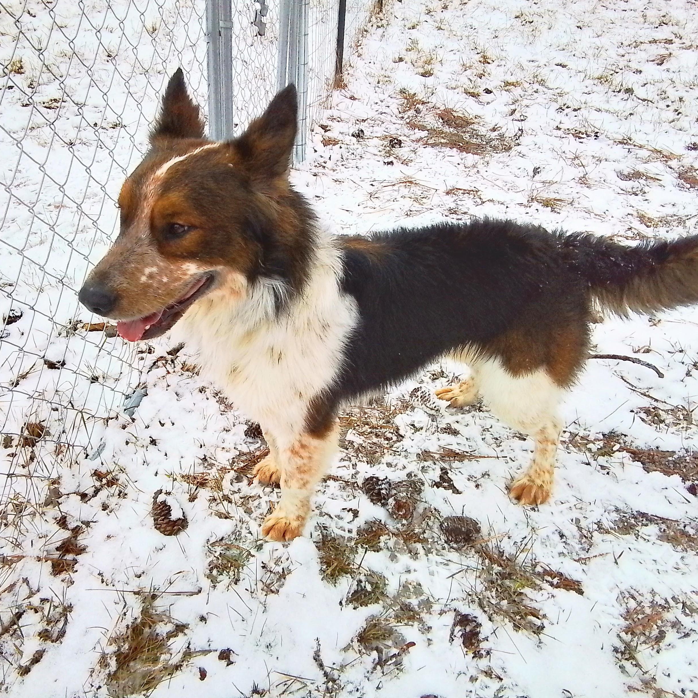 Enlarge Sampson, a Adoptable mixed breed in Spokane, WA image 4/6