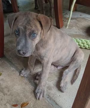 Enlarge Brut, a Adopted Mixed Breed in Port Chester, NY image 1/5