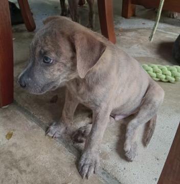 Enlarge Brut, a Adopted Mixed Breed in Port Chester, NY image 4/5