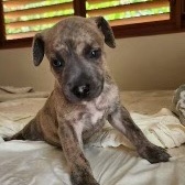 Enlarge Brut, a Adopted Mixed Breed in Port Chester, NY image 2/5