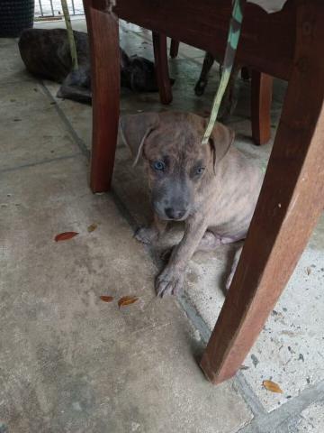 Enlarge Brut, a Adopted Mixed Breed in Port Chester, NY image 5/5