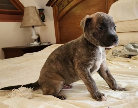 Enlarge Brut, a Adopted Mixed Breed in Port Chester, NY image 3/5