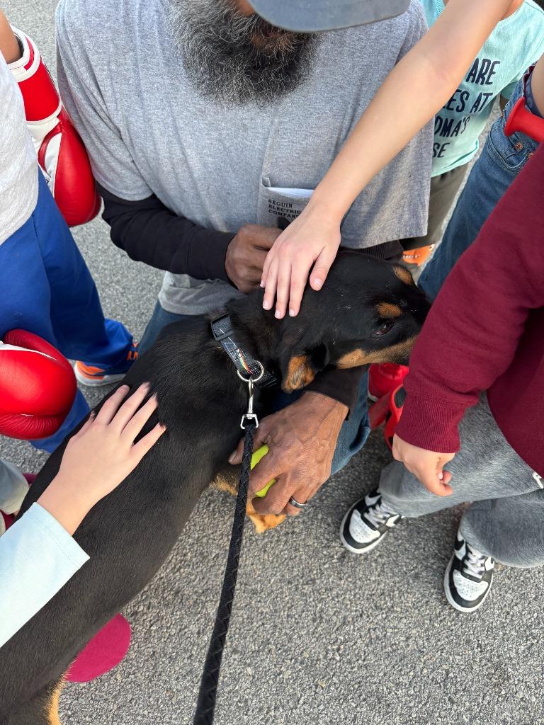 Shiloh, Adoptable, Adult Male Doberman Pinscher.