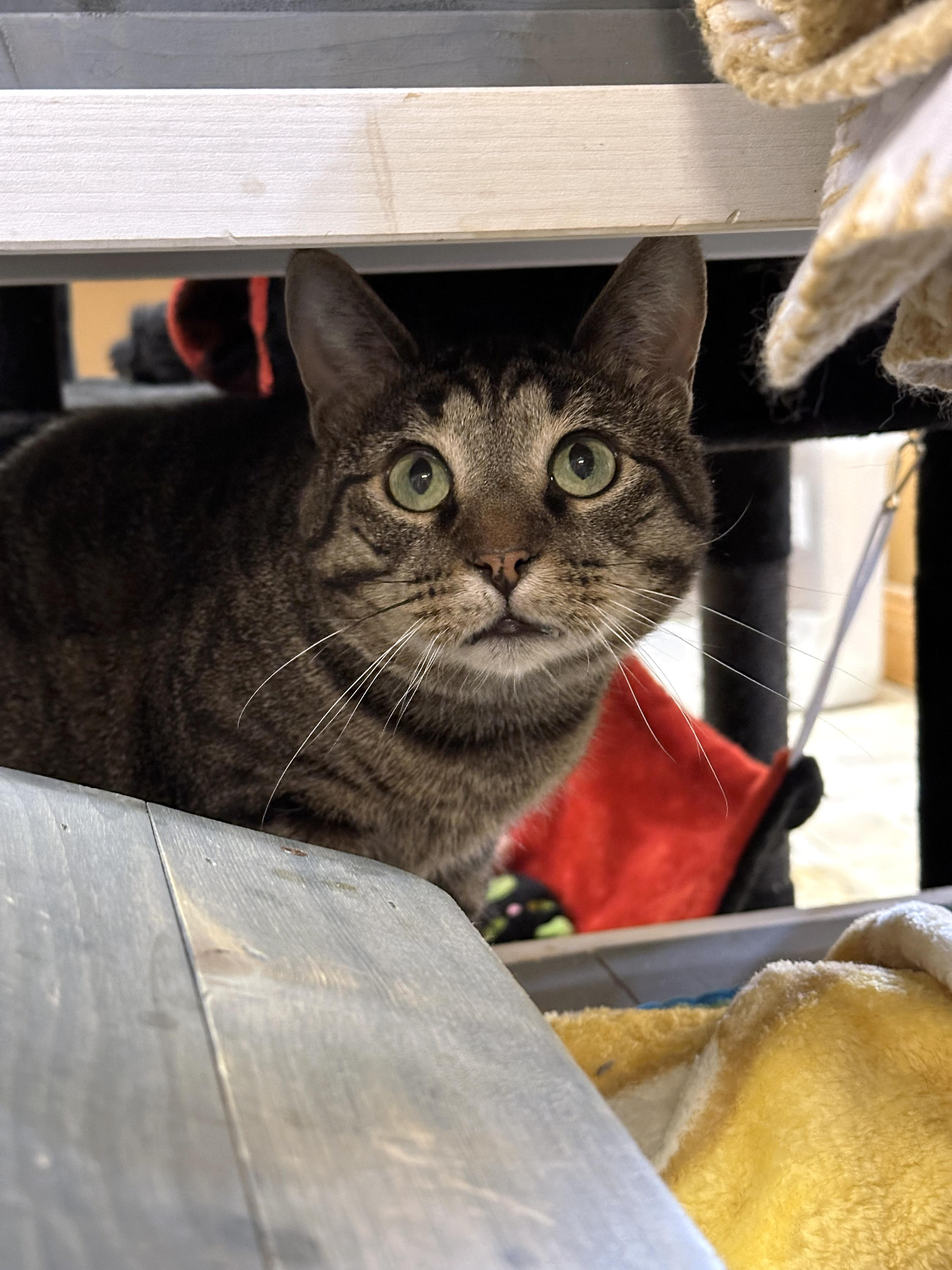 Enlarge Crybaby, a ADOPTABLE Domestic Short Hair in Crystal Lake, IL image 5/5