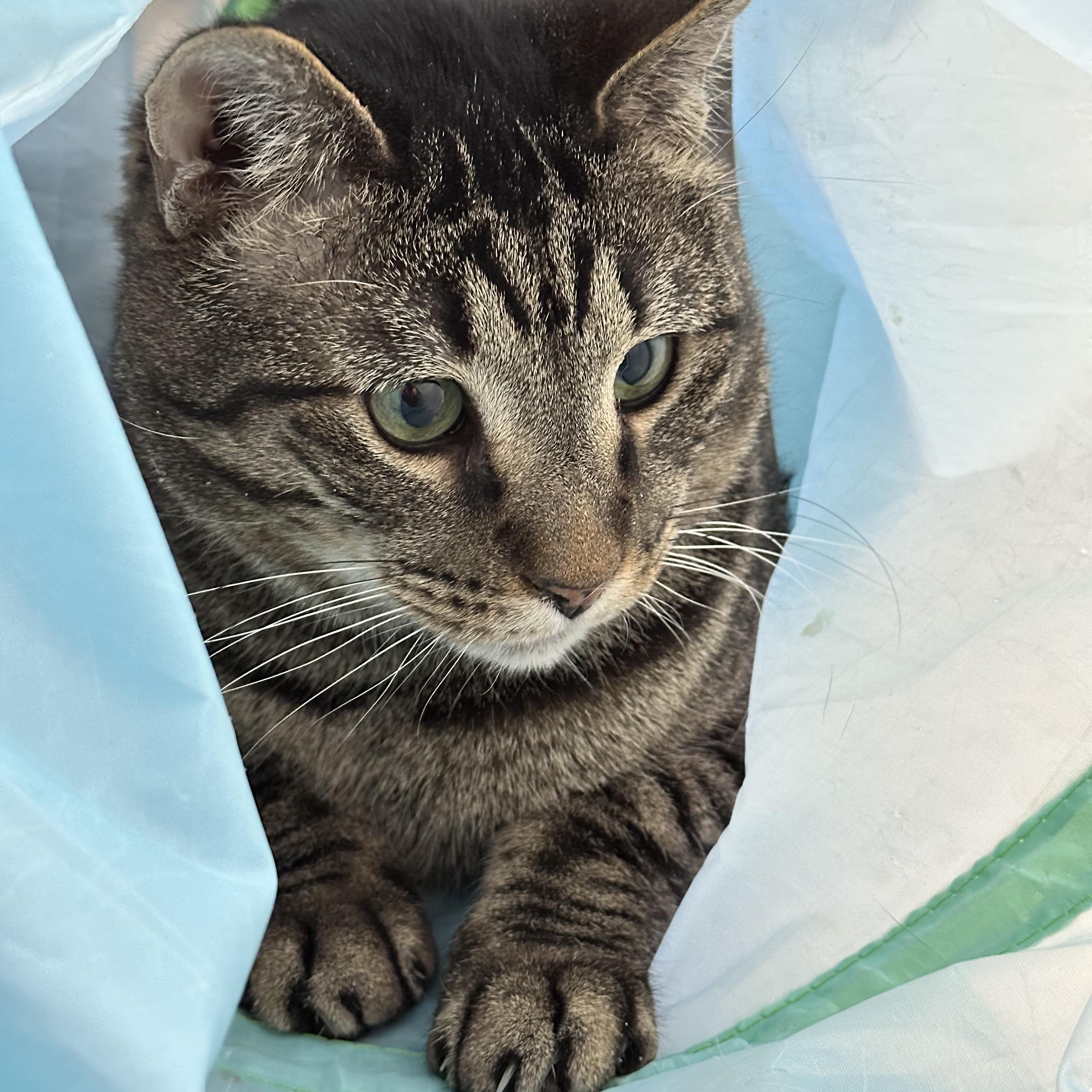 Crybaby, a ADOPTABLE Domestic Short Hair in Crystal Lake, IL image 3/6