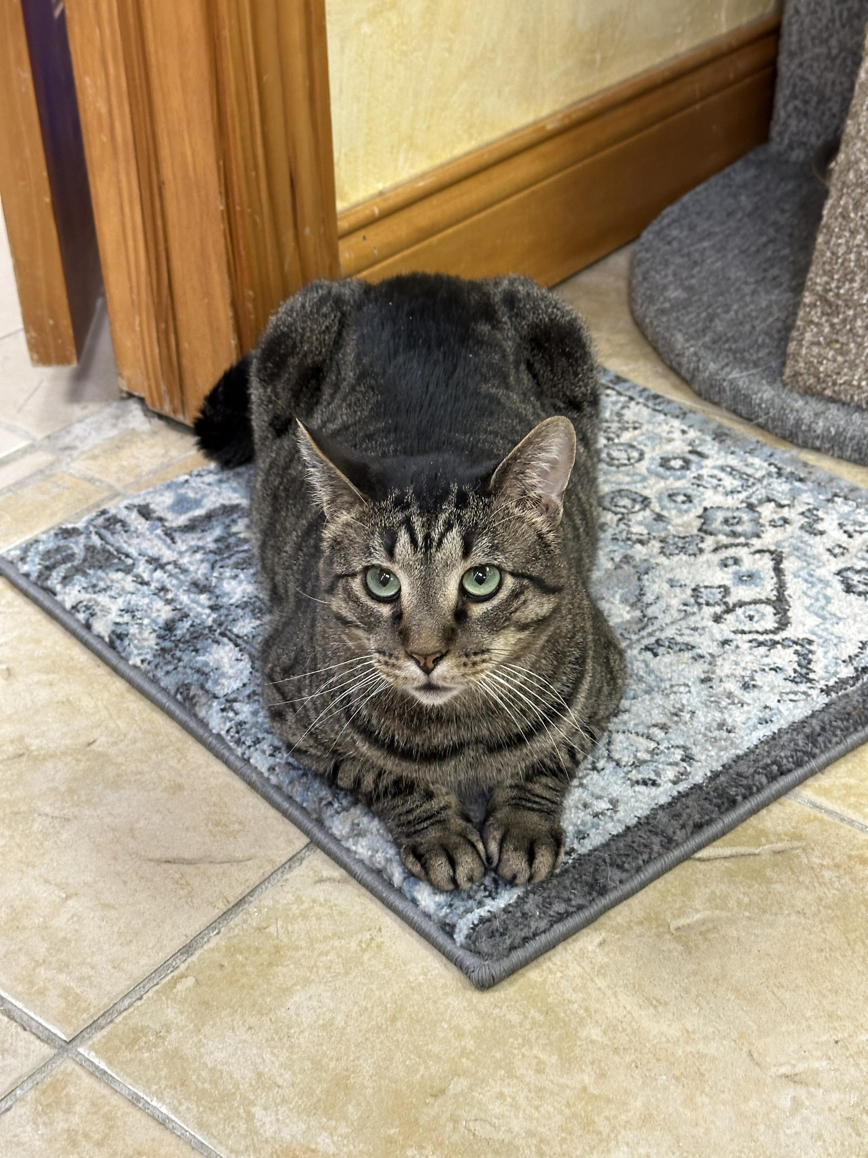 Crybaby, a ADOPTABLE Domestic Short Hair in Crystal Lake, IL image 6/6