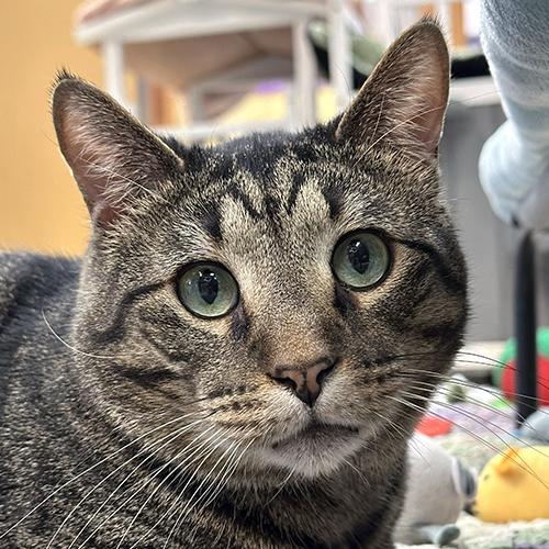 Crybaby, ADOPTABLE, Adult Male Domestic Short Hair.